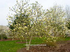Magnolia 'Limelight' - Sierboom - Hortus Conclusus  - 9