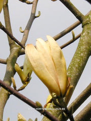 Magnolia 'Limelight' - Sierboom - Hortus Conclusus  - 10