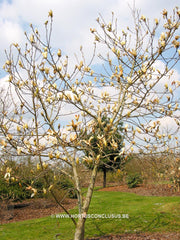 Magnolia 'Limelight' - Sierboom - Hortus Conclusus  - 11