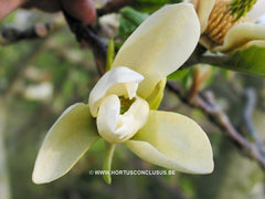 Magnolia 'Limelight' - Sierboom - Hortus Conclusus  - 12