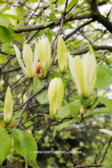 Magnolia 'Limelight' - Sierboom - Hortus Conclusus  - 13