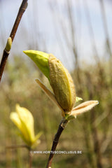 Magnolia 'Limelight' - Sierboom - Hortus Conclusus  - 14