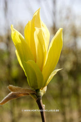 Magnolia 'Limelight' - Sierboom - Hortus Conclusus  - 15