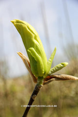 Magnolia 'Limelight' - Sierboom - Hortus Conclusus  - 16