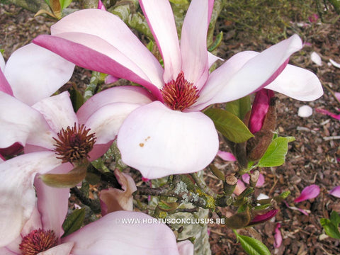 Magnolia 'Maarten'