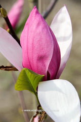 Magnolia 'Maarten' - Heester - Hortus Conclusus  - 2