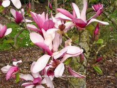 Magnolia 'Maarten' - Heester - Hortus Conclusus  - 4