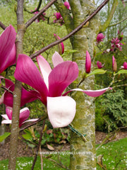 Magnolia 'Maarten' - Heester - Hortus Conclusus  - 5