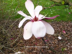 Magnolia 'Maarten' - Heester - Hortus Conclusus  - 7