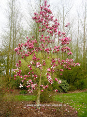 Magnolia 'Maarten' - Heester - Hortus Conclusus  - 8