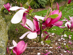 Magnolia 'Maarten' - Heester - Hortus Conclusus  - 9