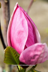 Magnolia 'Maarten' - Heester - Hortus Conclusus  - 10