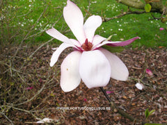 Magnolia 'Maarten' - Heester - Hortus Conclusus  - 11