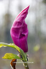 Magnolia 'Maarten' - Heester - Hortus Conclusus  - 12