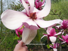Magnolia 'Maarten' - Heester - Hortus Conclusus  - 13