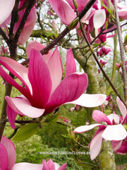 Magnolia 'Maarten' - Heester - Hortus Conclusus  - 14