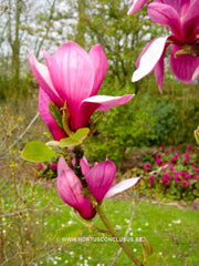 Magnolia 'Maarten' - Heester - Hortus Conclusus  - 16