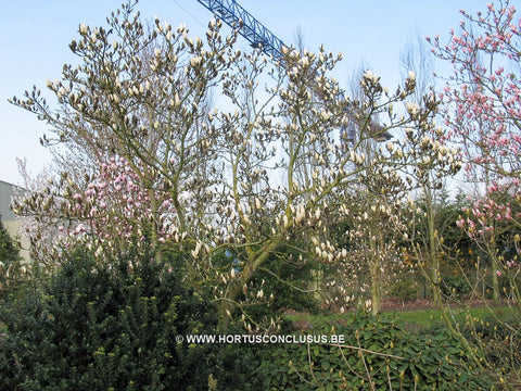 Magnolia 'Manchu Fan'