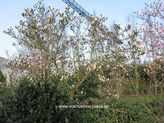 Magnolia 'Manchu Fan' - Heester - Hortus Conclusus  - 1