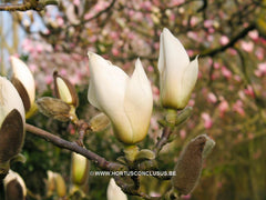 Magnolia 'Manchu Fan' - Heester - Hortus Conclusus  - 2