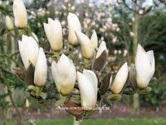 Magnolia 'Manchu Fan' - Heester - Hortus Conclusus  - 3