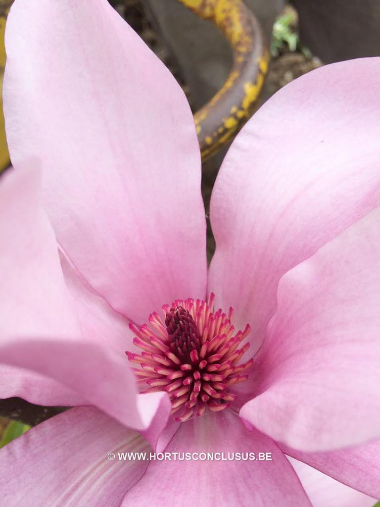 Magnolia 'Margaret Helen' - Sierboom - Hortus Conclusus  - 1