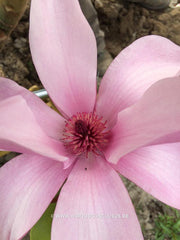 Magnolia 'Margaret Helen' - Sierboom - Hortus Conclusus  - 2