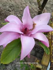 Magnolia 'Margaret Helen' - Sierboom - Hortus Conclusus  - 4