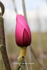 Magnolia 'Margaret Helen' - Sierboom - Hortus Conclusus  - 6