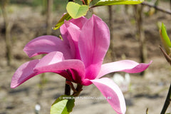 Magnolia 'Margaret Helen' - Sierboom - Hortus Conclusus  - 9