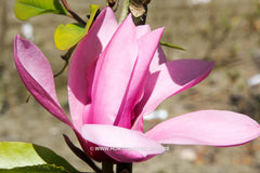 Magnolia 'Margaret Helen' - Sierboom - Hortus Conclusus  - 11