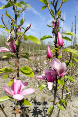 Magnolia 'Margaret Helen' - Sierboom - Hortus Conclusus  - 12