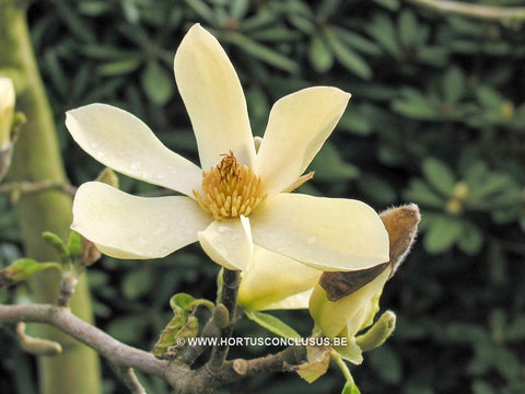 Magnolia 'Maxine Merrill'