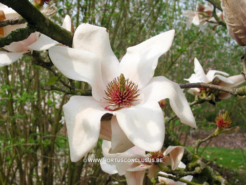 Magnolia 'Milky Way'