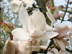 Magnolia 'Milky Way' - Sierboom - Hortus Conclusus  - 3