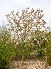 Magnolia 'Milky Way' - Sierboom - Hortus Conclusus  - 4