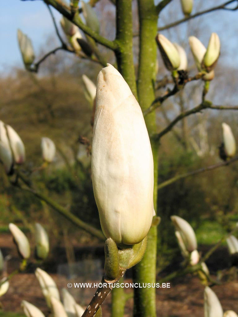 Magnolia 'Moondance' - Sierboom - Hortus Conclusus  - 1