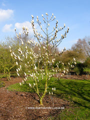 Magnolia 'Moondance' - Sierboom - Hortus Conclusus  - 2