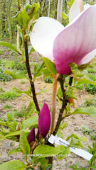 Magnolia 'Nakamura 6w' - Sierboom - Hortus Conclusus  - 1