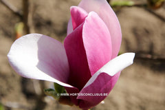 Magnolia 'Nakamura 6w' - Sierboom - Hortus Conclusus  - 2