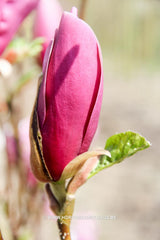 Magnolia 'Nakamura 6w' - Sierboom - Hortus Conclusus  - 3
