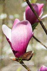 Magnolia 'Nakamura 6w' - Sierboom - Hortus Conclusus  - 4