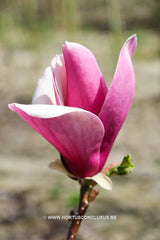 Magnolia 'Nakamura 6w' - Sierboom - Hortus Conclusus  - 5