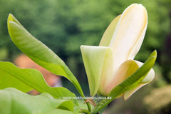 Magnolia officinalis var. biloba - Heester - Hortus Conclusus  - 1