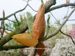 Magnolia officinalis var. biloba - Heester - Hortus Conclusus  - 2