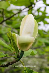 Magnolia officinalis var. biloba - Heester - Hortus Conclusus  - 3