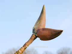 Magnolia officinalis var. biloba - Heester - Hortus Conclusus  - 4