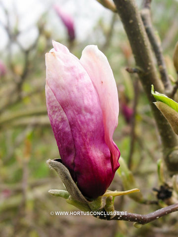 Magnolia 'Orchid'