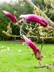Magnolia 'Orchid' - Sierboom - Hortus Conclusus  - 2