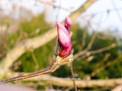 Magnolia 'Orchid' - Sierboom - Hortus Conclusus  - 3